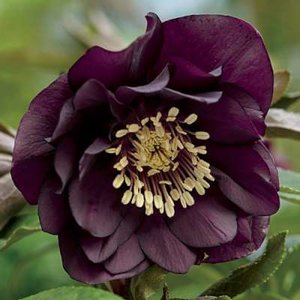 Helleborus orientalis 'Pretty Ellen Purple', Lenteroos, Nieskruid