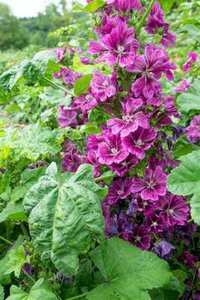 Malva sylvestris mauritanica, Grote kaasjeskruid