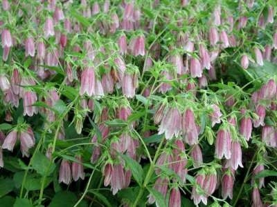 Campanula 'Elisabeth', Klokjesbloem