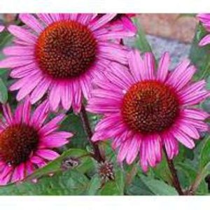 Echinacea pur. 'Fatal attraction', ® Zonnehoed