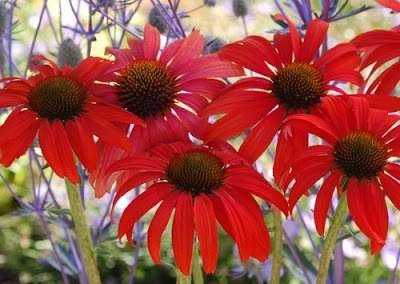 Echinacea 'Tomato Soup', ® Zonnehoed