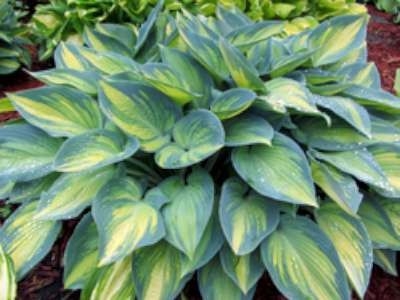 Hosta 'June', ® hartlelie