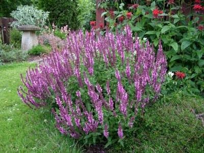 Salvia nemorosa 'Rose Queen', siersalie