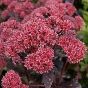 Sedum hybride 'José Aubergine', ® Vetkruid