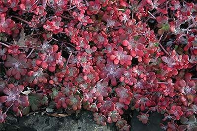 Sedum spathulifolium 'Purpureum', Vetkruid