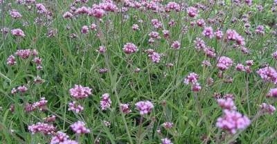 Verbena bonariensis 'Lollipop' P9, ® IJzerhard