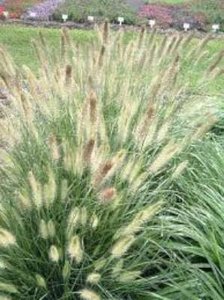 Pennisetum alop. 'Cassian', Lampepoetsersgras