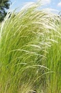 Stipa 'Ichu', Vedergras