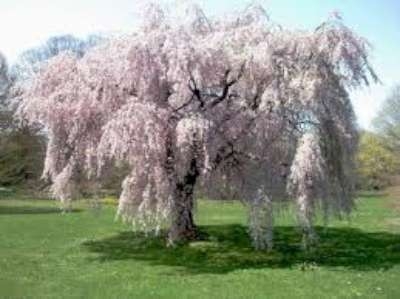 Prunus subh. 'Pendula', 8/10 Blote wortel, Japanse sierkers