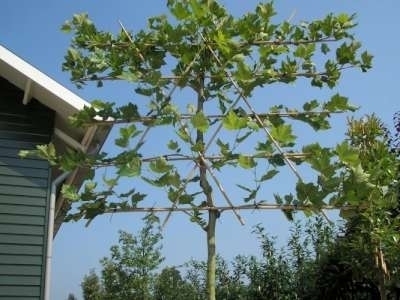 Platanus acerifolia, 16/18 Draadkluit, Lei-Plataan voorgeleid met rek