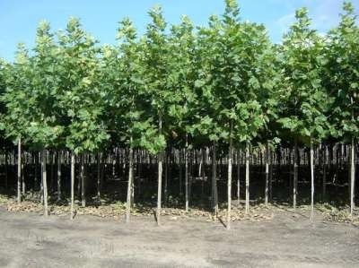 Platanus acerifolia, 10/12 Blote wortel, Lei-Plataan, Om te leiden zonder rek