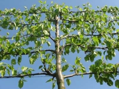 Pyrus call. 'Chanticleer', 10/12 Blote wortel, Lei-sierpeer voorgeleid met rek