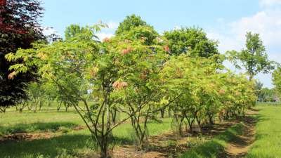 Acer japonicum 'Aconitifolium', 125-150 cm 70L, meerstammig