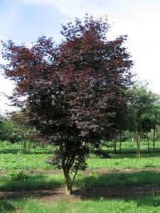 Acer palm. 'Atropurpureum' 150-175 cm 25L, meerstammig,  Japanse esdoorn