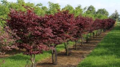 Acer palm. 'Bloodgood', 150/175 cm 25L, meerstammig, Japanse esdoorn