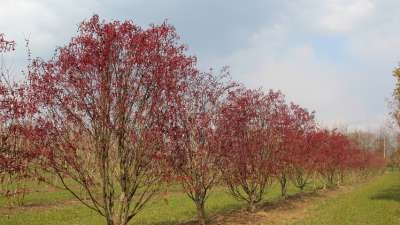 Acer palm. 'Fireglow', 200-250 cm 70L, meerstammig