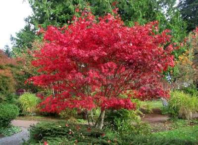 Acer palm. 'Tamukeyama', 125/150 cm 70L, meerstammig