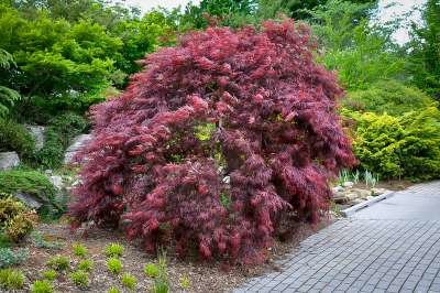 Acer palm. 'Inaba-Shidare', 175/200 90L, meerstammig, Japanse esdoorn