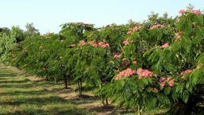 Albizia jul. 'Ombrella', 200/250 50L, meerstammig, Slaapboom ® (= Bourbri)