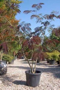 Albizia jul. 'Summer Chocolate', 200/250cm 50L, meerstammig Slaapboom