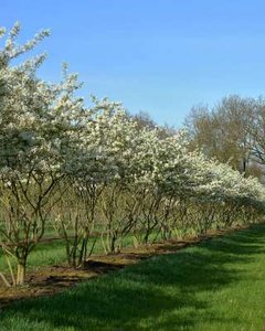 Amelanchier Lamarckii, 200/225 cm Pot, meerstammig, Krentenboom