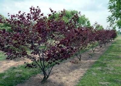 Cercis can. 'Forest Pansy', 125/150 cm 70L, meerstammig, judasboom