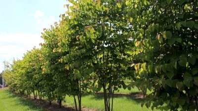 Cercis canadensis, 175/200 cm 70L, meerstammig, judasboom