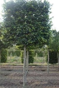 Fagus sylvatica, 10/12 Draadkluit, Schermvormige beuk voorgeleid met rek