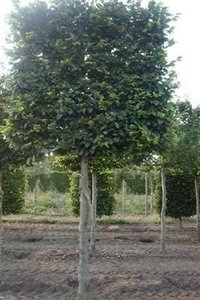 Fagus sylvatica, 12/14 Draadkluit, Schermvormige beuk voorgeleid met rek