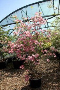 Cornus fl. 'Cherokee Chief', 150/175 cm 110L, meerstammig, Kornoelje