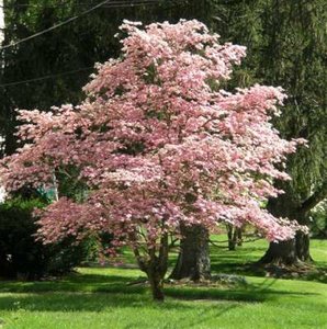 Cornus fl. 'Rubra', 175/200 cm 55L, meerstammig, Amerikaanse Kornoelje