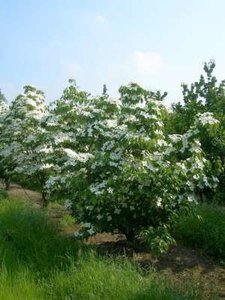 Cornus k. 'Milky Way' , 150/175 cm 70L, meerstammig, Kornoelje