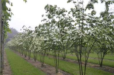 Cornus k. 'Chinensis', 225/250 cm 90L, meerstammig Kornoelje