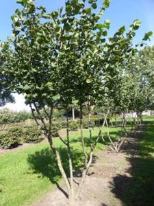 Corylus Avelana, 150/175 cm 90L, meerstammig, Hazelaar