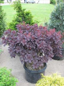 Cotinus cogg. 'Royal Purple', 175/200 cm 90L, meerstammig, Pruikenboom