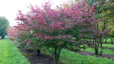 Euonymus alatus, 150/175 cm 70L, meerstammig, Kardinaalshoed