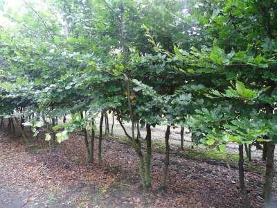 Fagus sylvatica meerst., 175/200 90L, Groene beuk