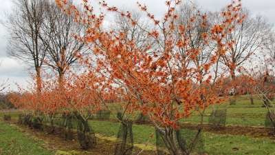 Hamamelis int. 'Jelena', 200/250 cm 35L, meerstammig, (Copper Beauty) Toverhazelaar