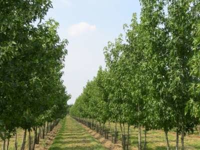 Liquidambar styr. 'Worplesdon', 175/200cm 90L, meerstammig, Amberboom