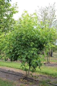 Liquidambar styraciflua, 175/200 cm 90L, meerstammig, Amberboom