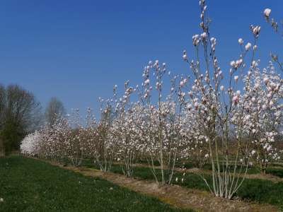 Magnolia soulangeana, 250/300 cm 500L, meerstammig Beverboom