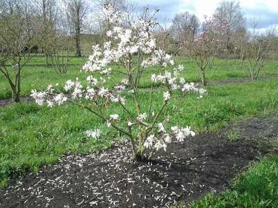 Magnolia Stellata, 175/200 cm 80L, meerstammig, Stermagnolia