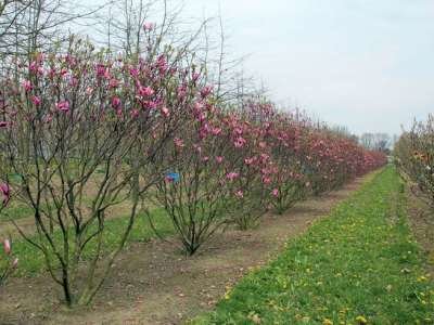 Magnolia 'Susan', 175/200 cm 90L, meerstammig