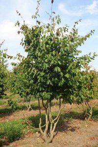 Parrotia persica, 250/300 cm 70L, meerstammig, Perzisch ijzerhout