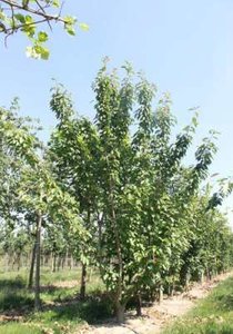 Prunus maackii, 175/200 cm 90L, meerstammig extra