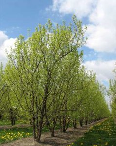 Prunus padus, 225/250 cm 90L, meerstammig, Inheemse vogelkers