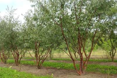 Prunus serrula, 200/225 cm 90L, meerstammig, Japanse sierkers