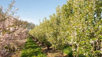 Prunus 'Umineko', 200/225 cm 90L, meerstammig, Japanse sierkers