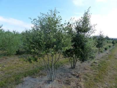 Quercus ilex, 250/300 cm 90L, meerstammig, Steeneik