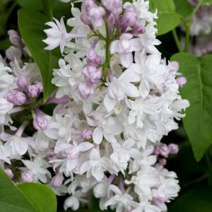 Syringa vulg. 'Beauty of Moscow', 175/200 cm 90L, meerstammig, Sering